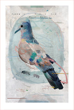 Load image into Gallery viewer, EMERALD SPOTTED WOOD DOVE