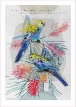 Load image into Gallery viewer, PALE-HEADED ROSELLA