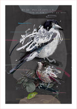 Load image into Gallery viewer, GREY BUTCHERBIRD